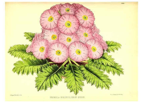 Reproducción/Reproduction 49680805777: The floral magazine;. London,L. Reeve & Co.. 