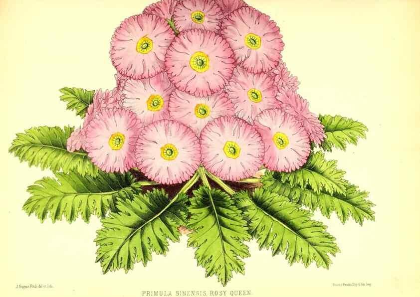Reproducción/Reproduction 49680805777: The floral magazine;. London,L. Reeve & Co.. 