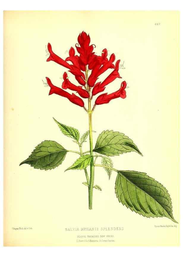 Reproducción/Reproduction 49680515651: The floral magazine;. London,L. Reeve & Co.. 