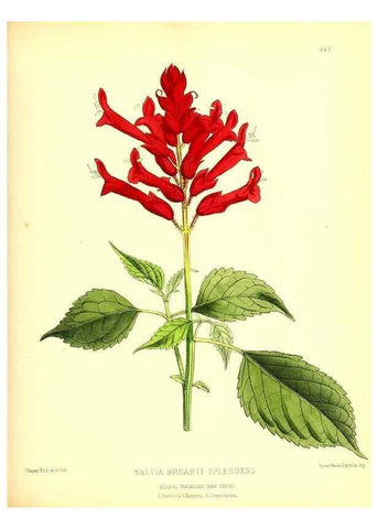 Reproducción/Reproduction 49680515651: The floral magazine;. London,L. Reeve & Co.. 