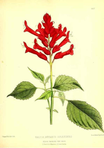 Reproducción/Reproduction 49680515651: The floral magazine;. London,L. Reeve & Co.. 