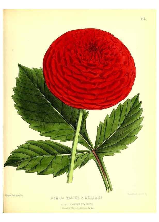 Reproducción/Reproduction 49680806632: The floral magazine;. London,L. Reeve & Co.. 