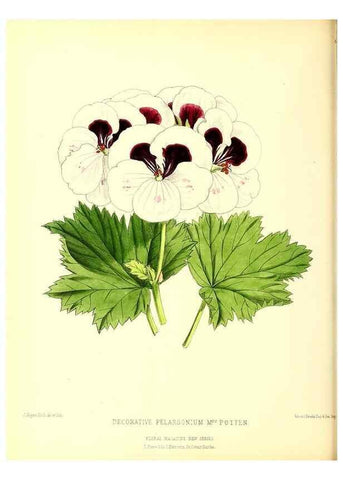 Reproducción/Reproduction 49680516151: The floral magazine;. London,L. Reeve & Co.. 