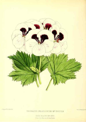 Reproducción/Reproduction 49680516151: The floral magazine;. London,L. Reeve & Co.. 