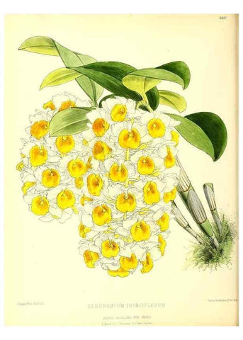 Reproducción/Reproduction 49680516426: The floral magazine;. London,L. Reeve & Co.. 