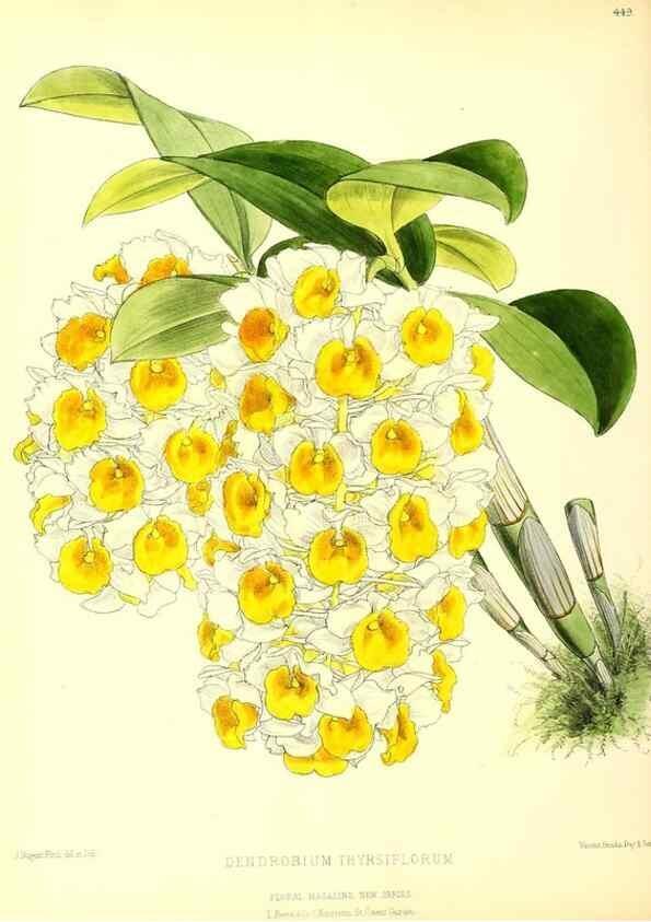 Reproducción/Reproduction 49680516426: The floral magazine;. London,L. Reeve & Co.. 