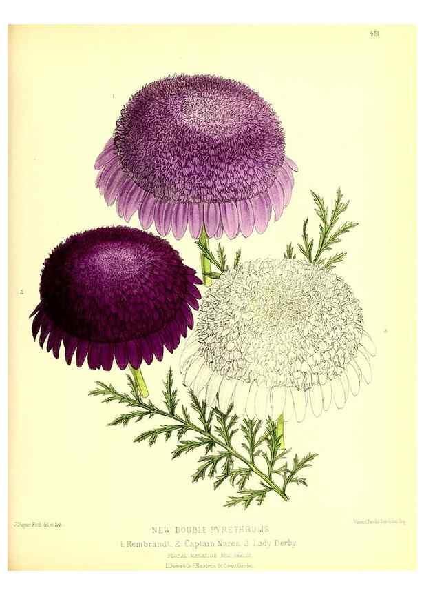 Reproducción/Reproduction 49680516696: The floral magazine;. London,L. Reeve & Co.. 