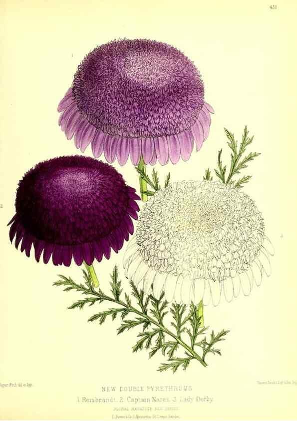 Reproducción/Reproduction 49680516696: The floral magazine;. London,L. Reeve & Co.. 