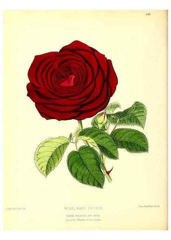 Reproducción/Reproduction 49679982963: The floral magazine;. London,L. Reeve & Co.. 