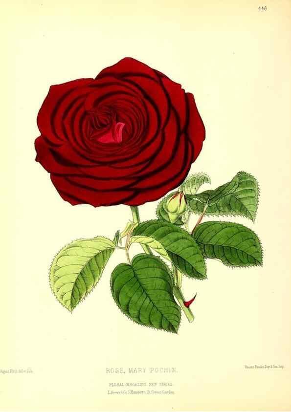 Reproducción/Reproduction 49679982963: The floral magazine;. London,L. Reeve & Co.. 