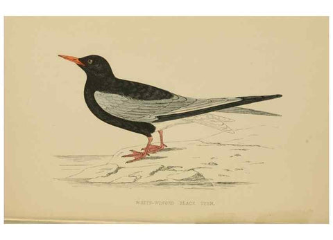 Reproducción/Reproduction 49679739637: A history of British birds.. London,Groombridge and Sons,[1862?-1867?]. 