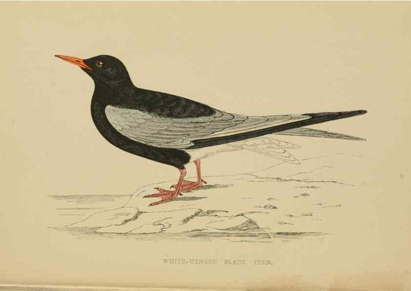 Reproducción/Reproduction 49679739637: A history of British birds.. London,Groombridge and Sons,[1862?-1867?]. 
