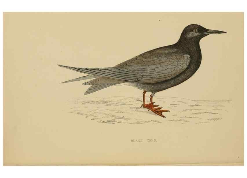 Reproducción/Reproduction 49679739447: A history of British birds.. London,Groombridge and Sons,[1862?-1867?]. 