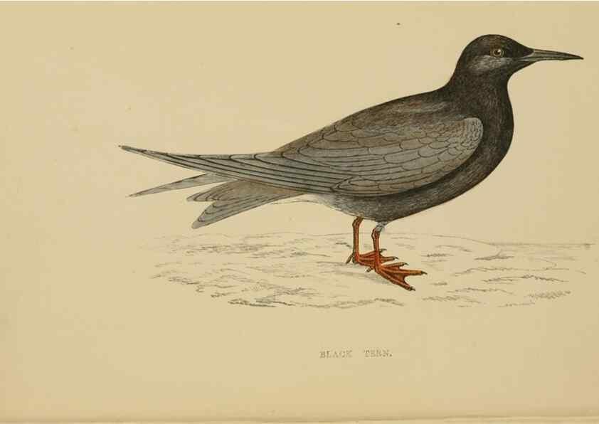 Reproducción/Reproduction 49679739447: A history of British birds.. London,Groombridge and Sons,[1862?-1867?]. 