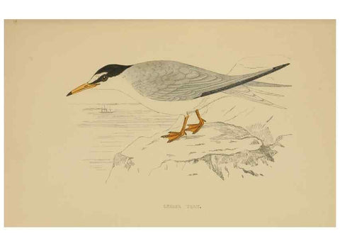 Reproducción/Reproduction 49679739277: A history of British birds.. London,Groombridge and Sons,[1862?-1867?]. 