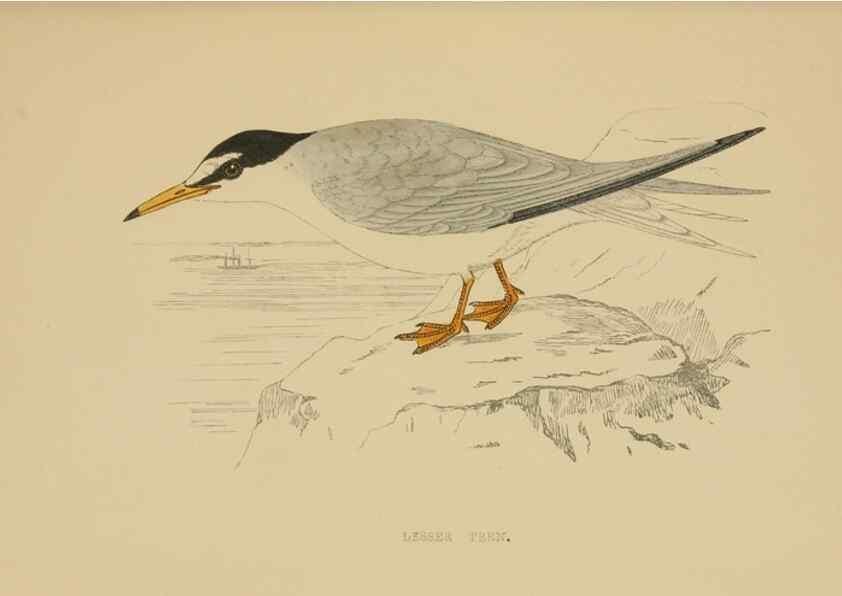 Reproducción/Reproduction 49679739277: A history of British birds.. London,Groombridge and Sons,[1862?-1867?]. 