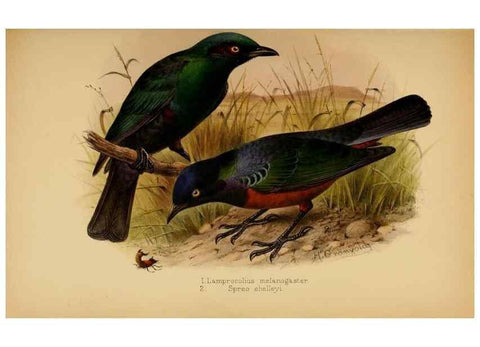 Reproducción/Reproduction 49655865506: The birds of Africa,. London,Published for the author by R.H. Porter (18 Princes Street, Cavendish Square, W.),1896-1912.. 