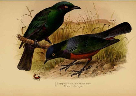 Reproducción/Reproduction 49655865506: The birds of Africa,. London,Published for the author by R.H. Porter (18 Princes Street, Cavendish Square, W.),1896-1912.. 