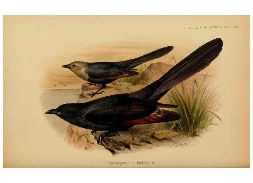 Reproducción/Reproduction 49655865726: The birds of Africa,. London,Published for the author by R.H. Porter (18 Princes Street, Cavendish Square, W.),1896-1912.. 