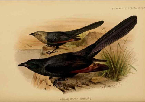 Reproducción/Reproduction 49655865726: The birds of Africa,. London,Published for the author by R.H. Porter (18 Princes Street, Cavendish Square, W.),1896-1912.. 