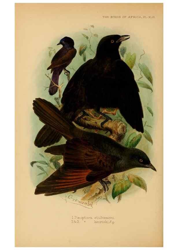 Reproducción/Reproduction 49656148382: The birds of Africa,. London,Published for the author by R.H. Porter (18 Princes Street, Cavendish Square, W.),1896-1912.. 