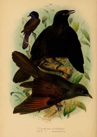 Reproducción/Reproduction 49656148382: The birds of Africa,. London,Published for the author by R.H. Porter (18 Princes Street, Cavendish Square, W.),1896-1912.. 