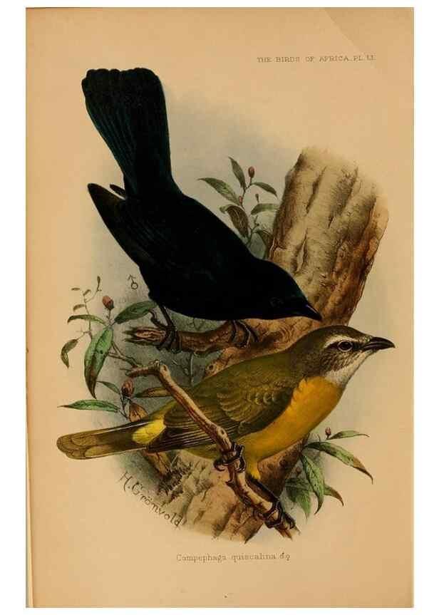 Reproducción/Reproduction 49655380118: The birds of Africa,. London,Published for the author by R.H. Porter (18 Princes Street, Cavendish Square, W.),1896-1912.. 