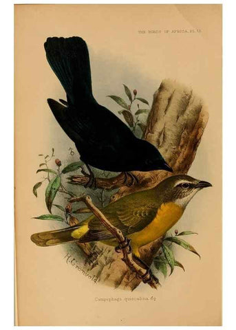 Reproducción/Reproduction 49655380118: The birds of Africa,. London,Published for the author by R.H. Porter (18 Princes Street, Cavendish Square, W.),1896-1912.. 