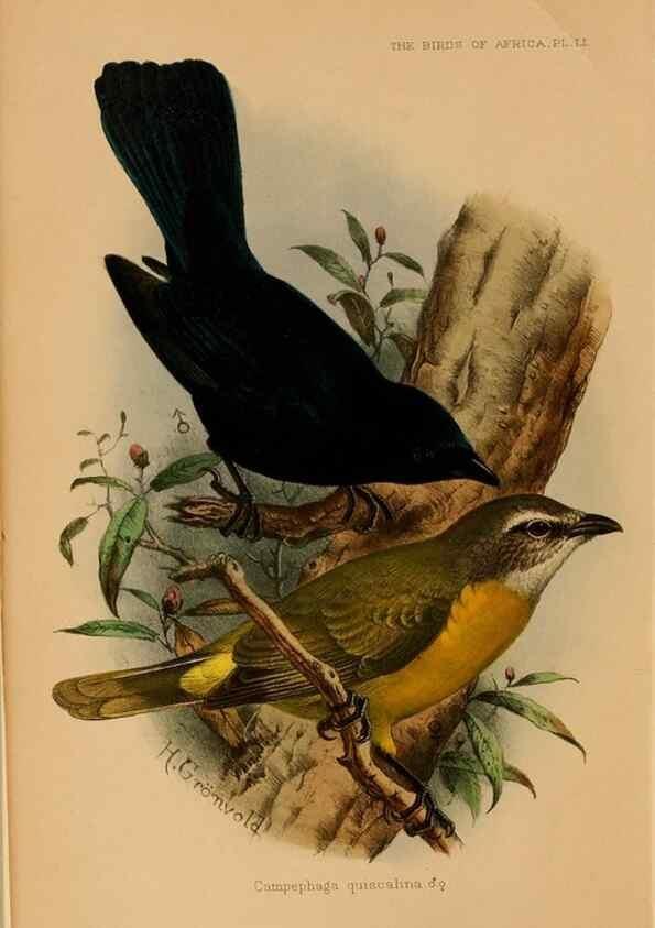 Reproducción/Reproduction 49655380118: The birds of Africa,. London,Published for the author by R.H. Porter (18 Princes Street, Cavendish Square, W.),1896-1912.. 
