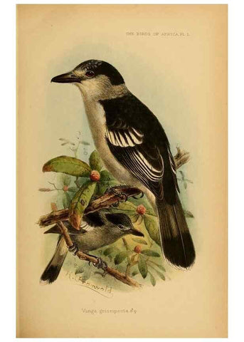 Reproducción/Reproduction 49655918136: The birds of Africa,. London,Published for the author by R.H. Porter (18 Princes Street, Cavendish Square, W.),1896-1912.. 