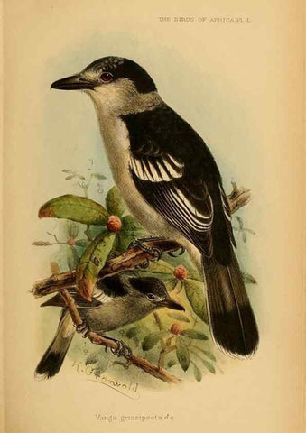 Reproducción/Reproduction 49655918136: The birds of Africa,. London,Published for the author by R.H. Porter (18 Princes Street, Cavendish Square, W.),1896-1912.. 