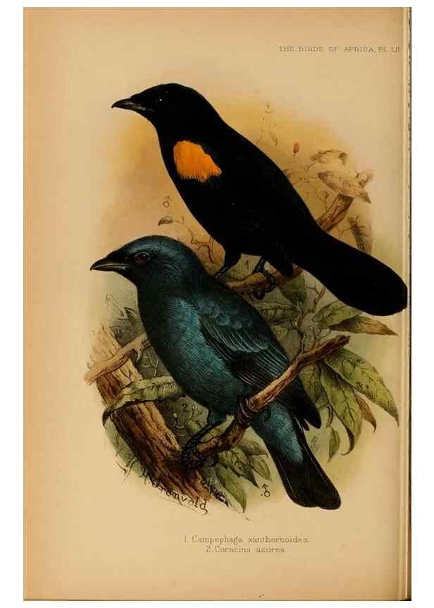 Reproducción/Reproduction 49656199442: The birds of Africa,. London,Published for the author by R.H. Porter (18 Princes Street, Cavendish Square, W.),1896-1912.. 