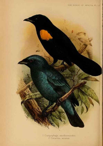 Reproducción/Reproduction 49656199442: The birds of Africa,. London,Published for the author by R.H. Porter (18 Princes Street, Cavendish Square, W.),1896-1912.. 