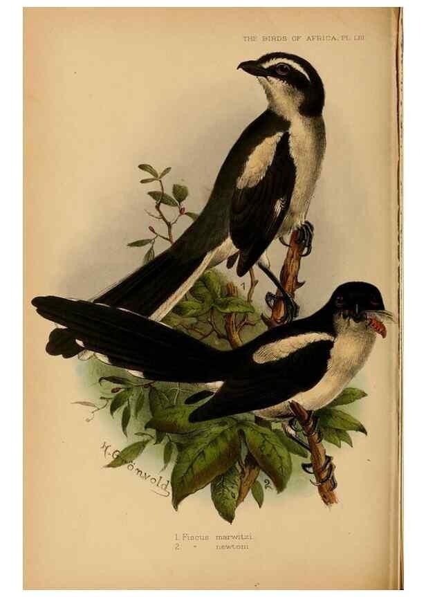 Reproducción/Reproduction 49656199772: The birds of Africa,. London,Published for the author by R.H. Porter (18 Princes Street, Cavendish Square, W.),1896-1912.. 