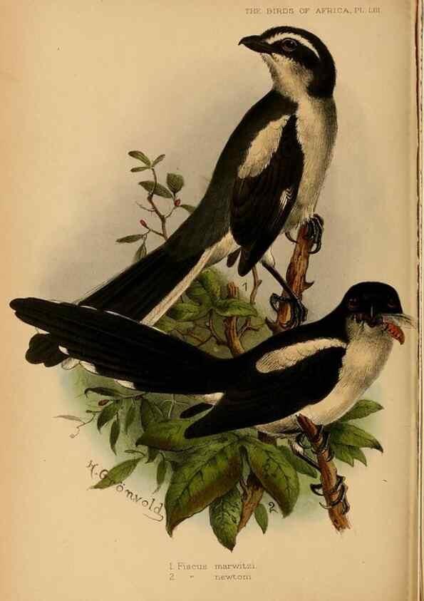 Reproducción/Reproduction 49656199772: The birds of Africa,. London,Published for the author by R.H. Porter (18 Princes Street, Cavendish Square, W.),1896-1912.. 