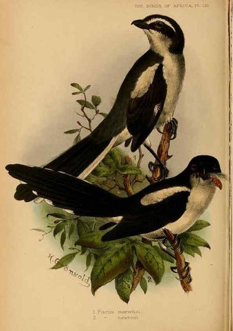 Reproducción/Reproduction 49656199772: The birds of Africa,. London,Published for the author by R.H. Porter (18 Princes Street, Cavendish Square, W.),1896-1912.. 