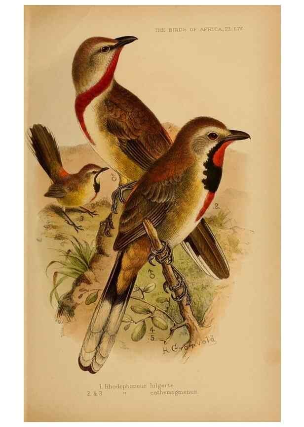 Reproducción/Reproduction 49655919016: The birds of Africa,. London,Published for the author by R.H. Porter (18 Princes Street, Cavendish Square, W.),1896-1912.. 