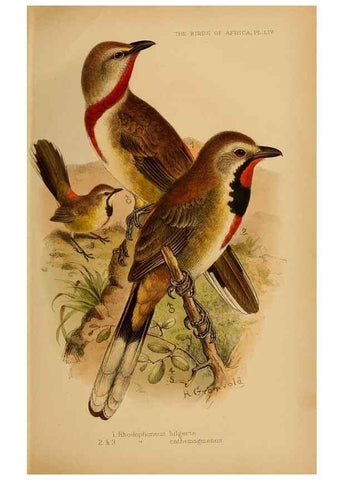 Reproducción/Reproduction 49655919016: The birds of Africa,. London,Published for the author by R.H. Porter (18 Princes Street, Cavendish Square, W.),1896-1912.. 
