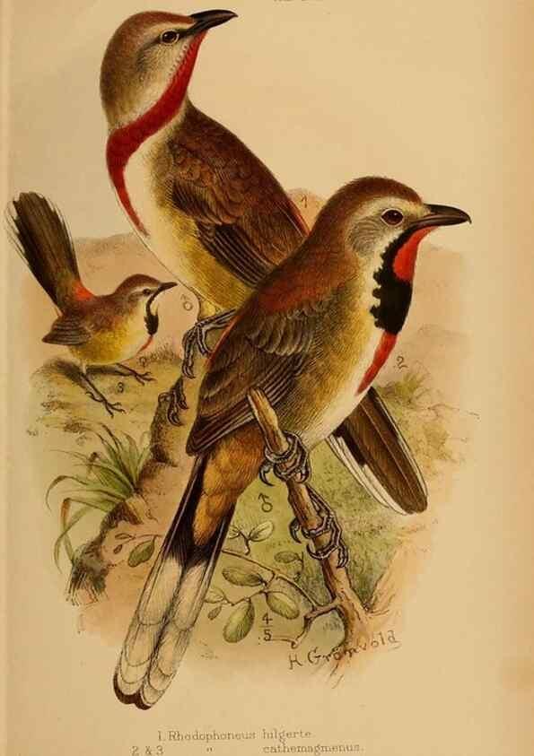 Reproducción/Reproduction 49655919016: The birds of Africa,. London,Published for the author by R.H. Porter (18 Princes Street, Cavendish Square, W.),1896-1912.. 