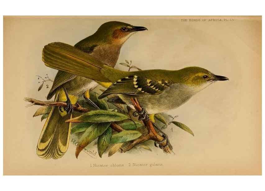 Reproducción/Reproduction 49656200292: The birds of Africa,. London,Published for the author by R.H. Porter (18 Princes Street, Cavendish Square, W.),1896-1912.. 