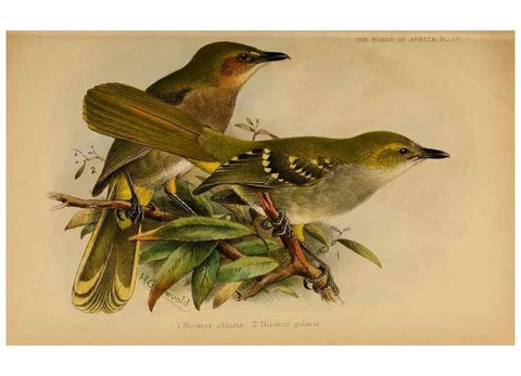 Reproducción/Reproduction 49656200292: The birds of Africa,. London,Published for the author by R.H. Porter (18 Princes Street, Cavendish Square, W.),1896-1912.. 