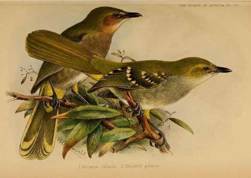 Reproducción/Reproduction 49656200292: The birds of Africa,. London,Published for the author by R.H. Porter (18 Princes Street, Cavendish Square, W.),1896-1912.. 