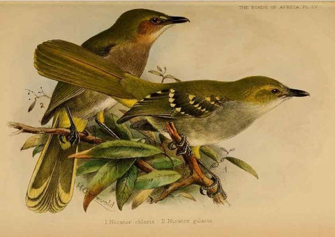 Reproducción/Reproduction 49656200292: The birds of Africa,. London,Published for the author by R.H. Porter (18 Princes Street, Cavendish Square, W.),1896-1912.. 