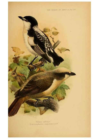 Reproducción/Reproduction 49655381873: The birds of Africa,. London,Published for the author by R.H. Porter (18 Princes Street, Cavendish Square, W.),1896-1912.. 
