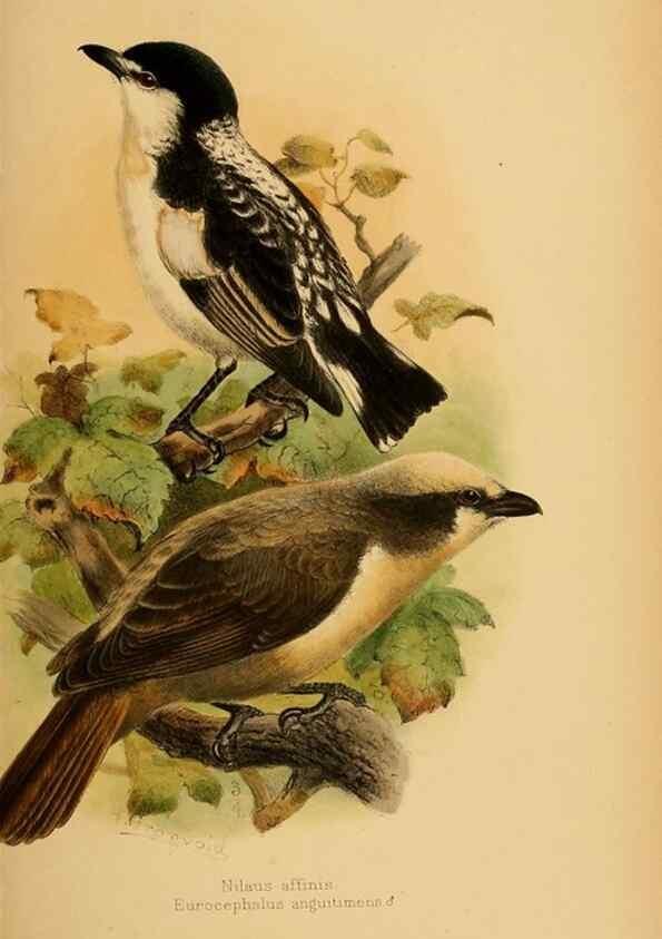 Reproducción/Reproduction 49655381873: The birds of Africa,. London,Published for the author by R.H. Porter (18 Princes Street, Cavendish Square, W.),1896-1912.. 