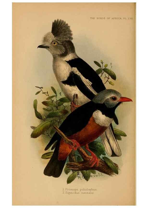 Reproducción/Reproduction 49655919996: The birds of Africa,. London,Published for the author by R.H. Porter (18 Princes Street, Cavendish Square, W.),1896-1912.. 