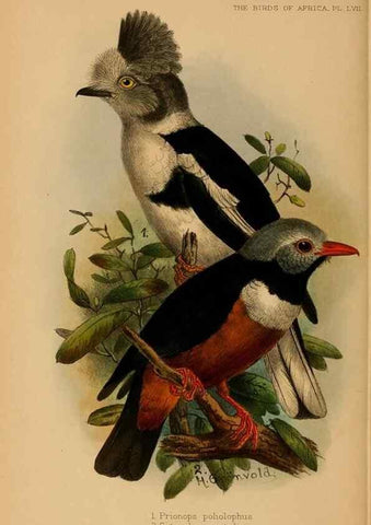 Reproducción/Reproduction 49655919996: The birds of Africa,. London,Published for the author by R.H. Porter (18 Princes Street, Cavendish Square, W.),1896-1912.. 