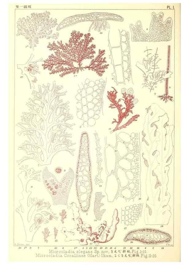 Reproducción/Reproduction 49674160862: Icones of Japanese algae.. Tokyo,Kazamashobo[1907-1942]. 