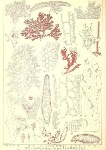Reproducción/Reproduction 49674160862: Icones of Japanese algae.. Tokyo,Kazamashobo[1907-1942]. 