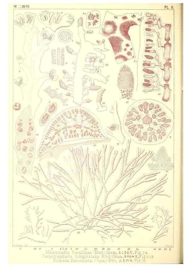 Reproducción/Reproduction 49673880801: Icones of Japanese algae.. Tokyo,Kazamashobo[1907-1942]. 